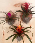 6" Bromeliad Plaque Box of 6